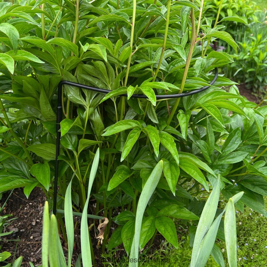 Garden Garrett Wade Half-Circle Steel Garden Support LP88ZX157 - Garrett Wade Garden Tools