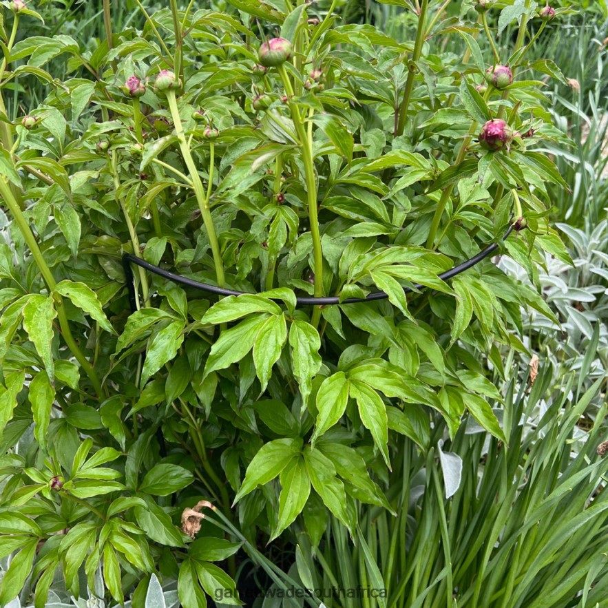 Garden Garrett Wade Half-Circle Steel Garden Support LP88ZX157 - Garrett Wade Garden Tools