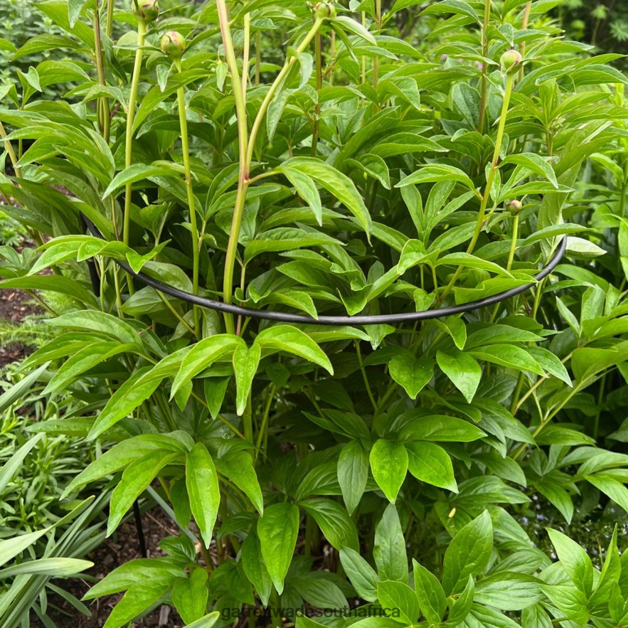 Garden Garrett Wade Half-Circle Steel Garden Support LP88ZX157 - Garrett Wade Garden Tools