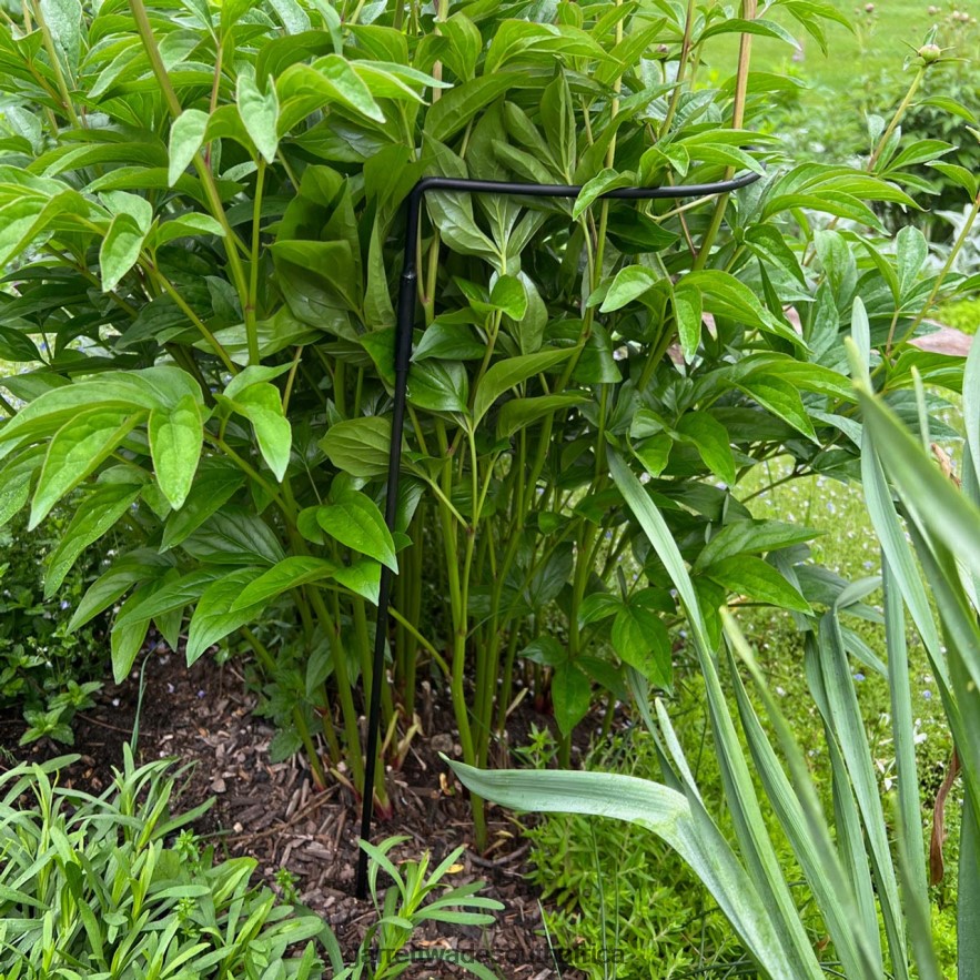 Garden Garrett Wade Half-Circle Steel Garden Support LP88ZX157 - Garrett Wade Garden Tools