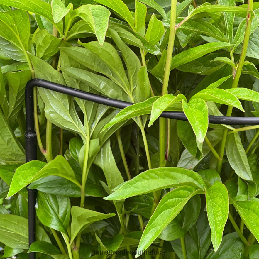 Garden Garrett Wade Half-Circle Steel Garden Support LP88ZX157 - Garrett Wade Garden Tools