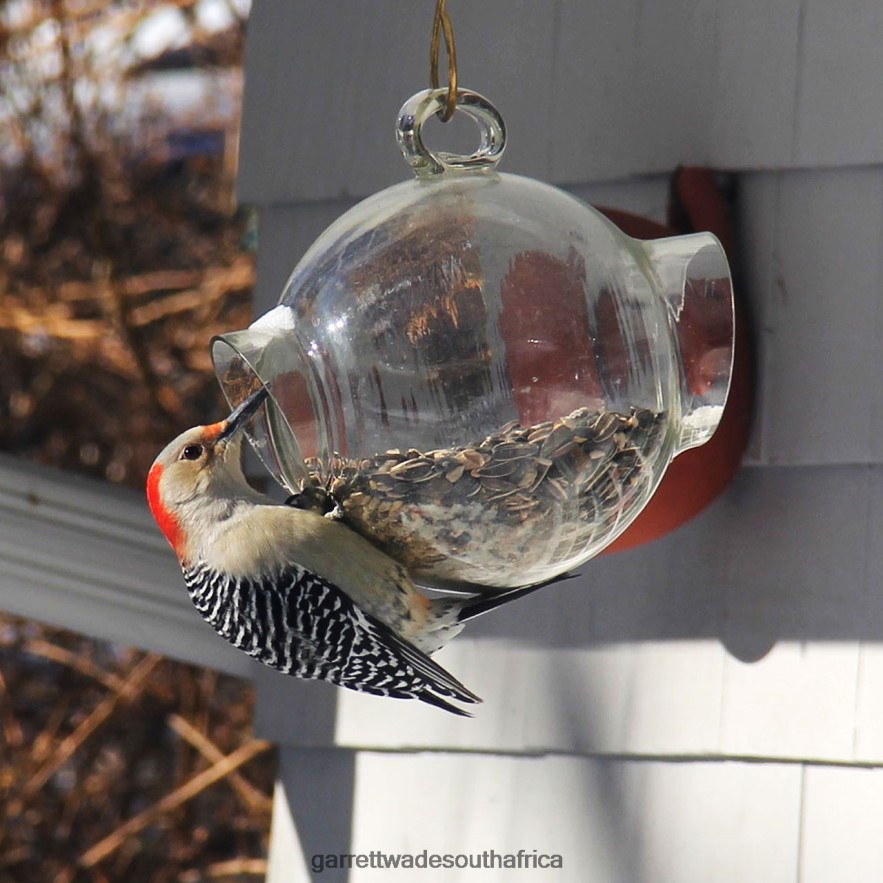 Garden Garrett Wade Large Glass Bird Feeder LP88ZX160 - Garrett Wade Garden Tools