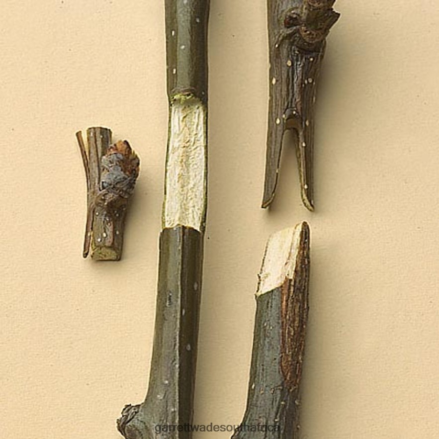 Garden Garrett Wade Professional Grafting Tools LP88ZX150 - Garrett Wade Chisels