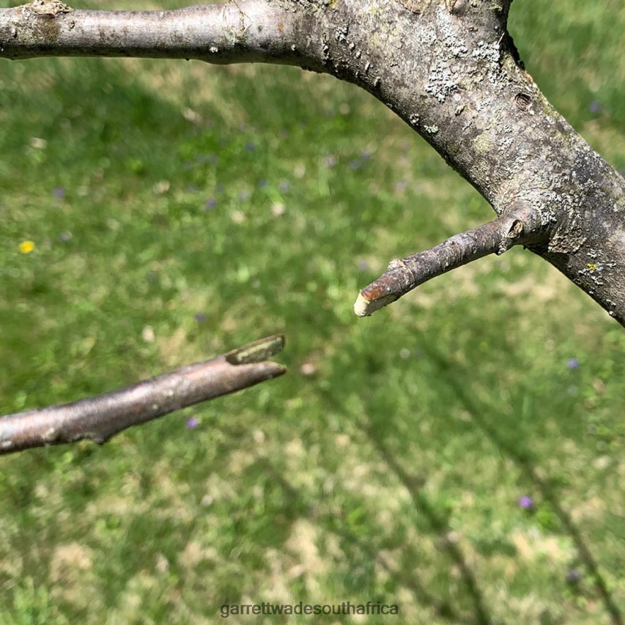 Garden Garrett Wade Grafting and Pruning Tool LP88ZX69 - Garrett Wade Chisels