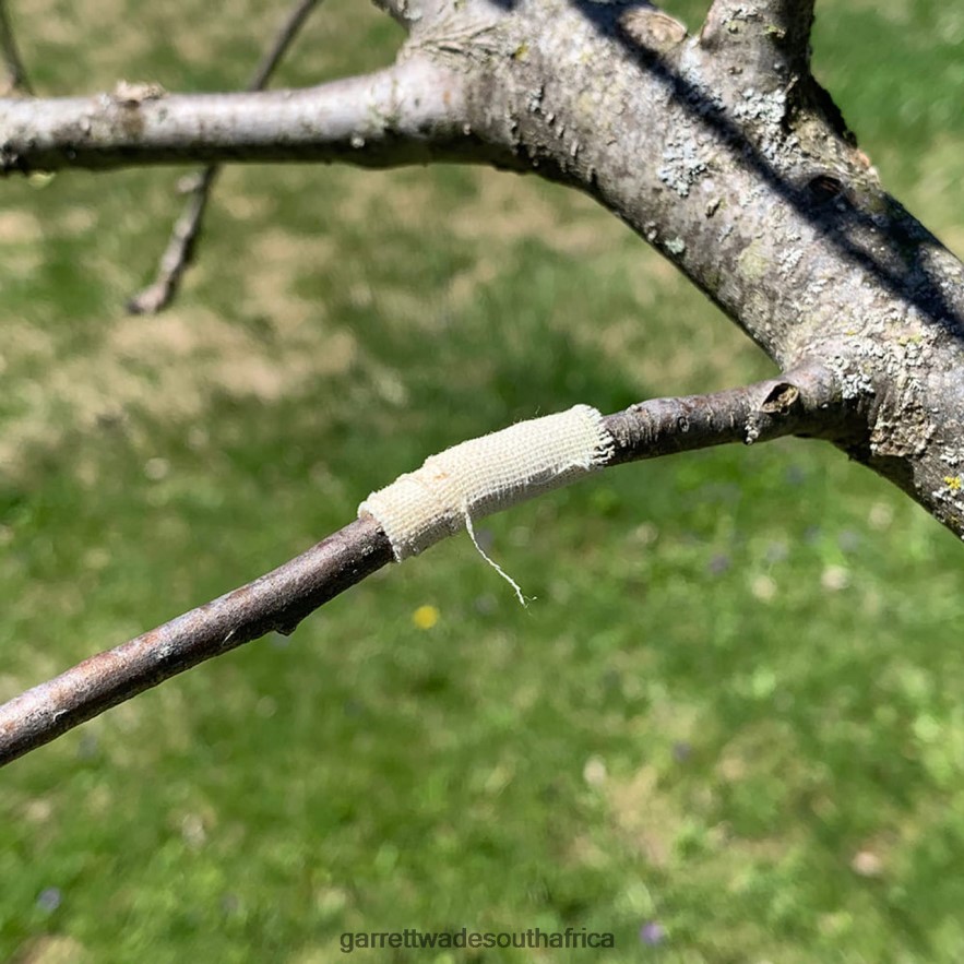 Garden Garrett Wade Grafting and Pruning Tool LP88ZX69 - Garrett Wade Chisels